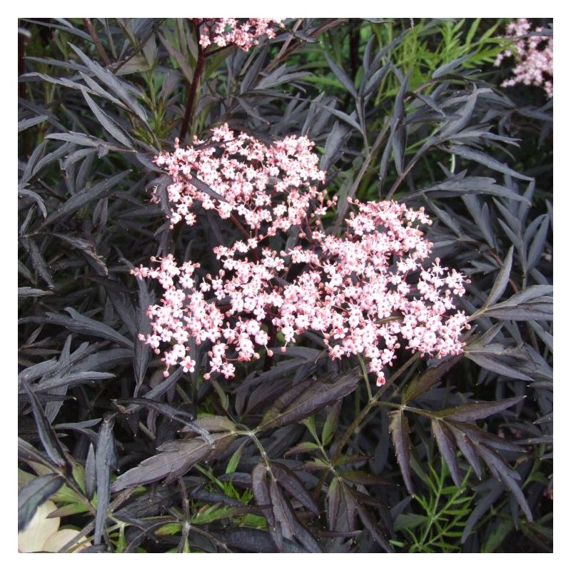 Sambucus nigra Black Lace - Black Elder Sambucus Plant