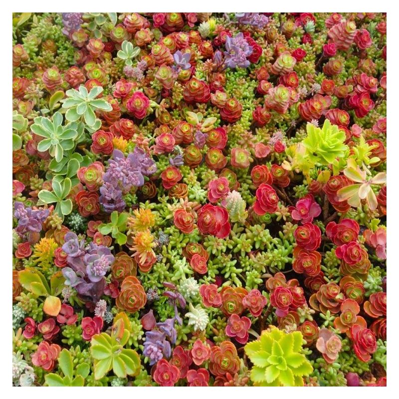 Hardy Succulent Sedum Collection - Pack of FIVE Evergreen Hardy Plants ...