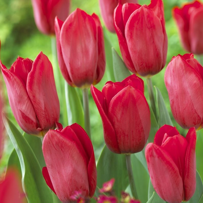 Tulip Strong Love - pack of 12