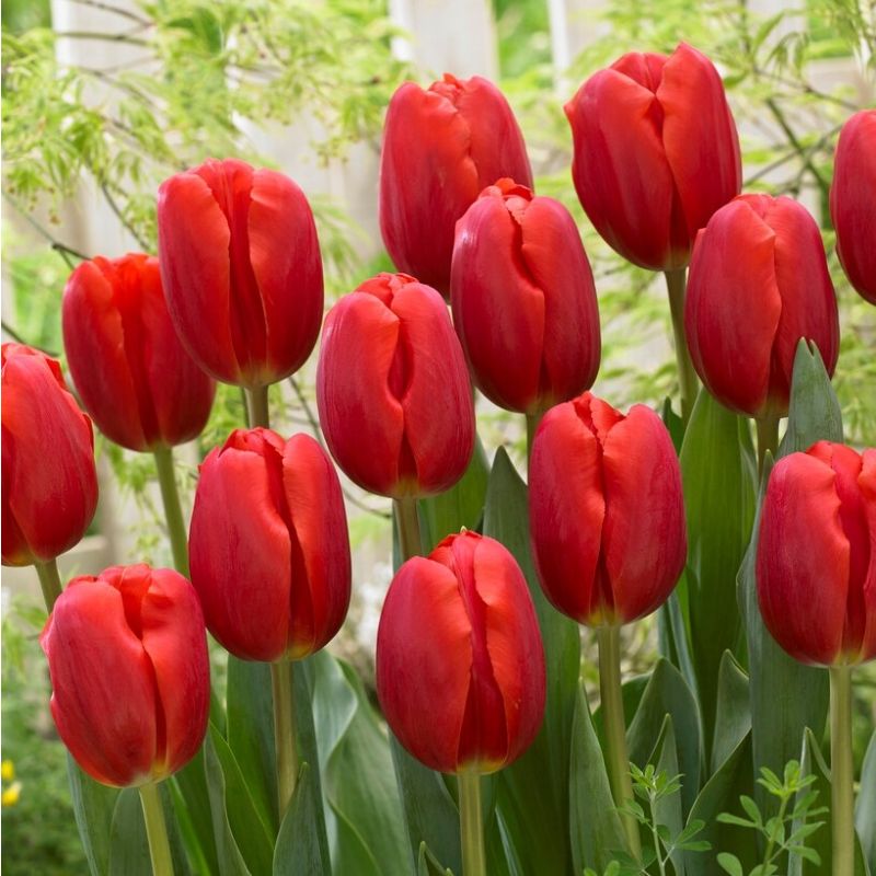 Tulip Surrender - Pack of 12