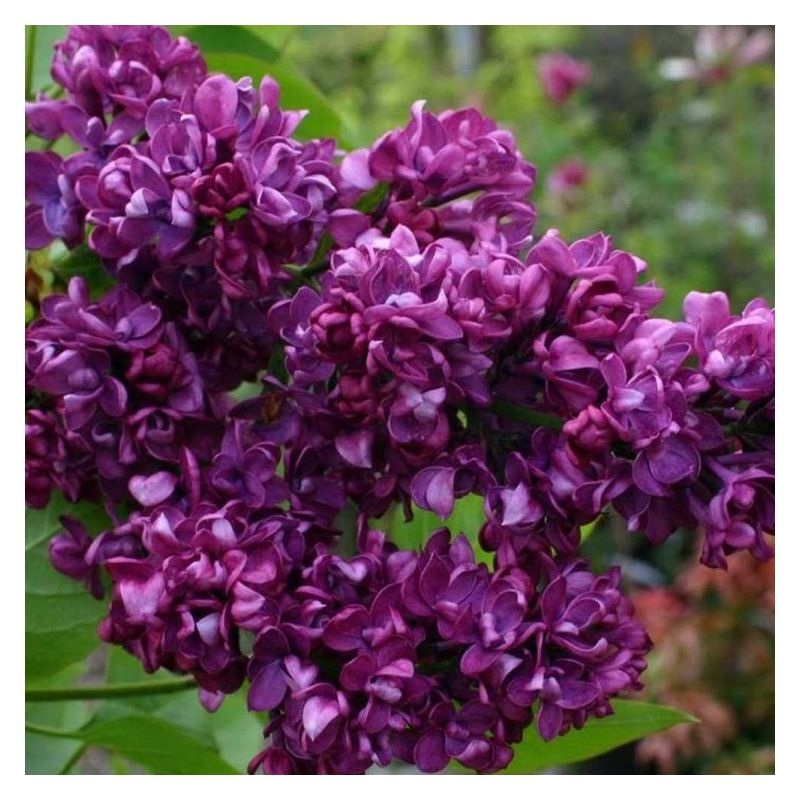Syringa vulgaris Charles Joly - Fragrant Lilac