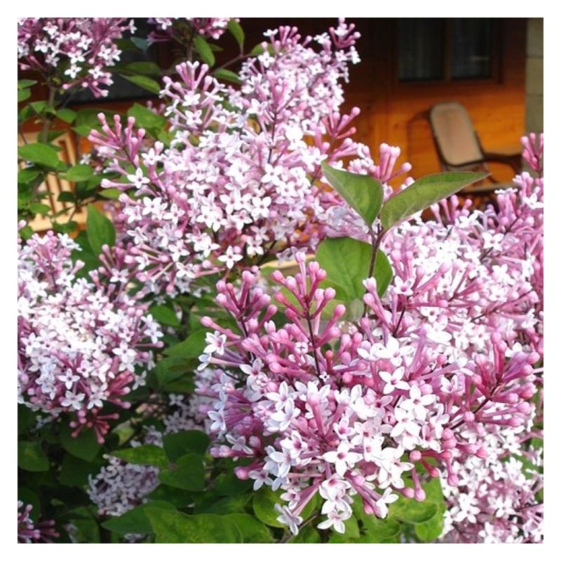 Dwarf Hungarian Lilac - Syringa josikaea Shrub