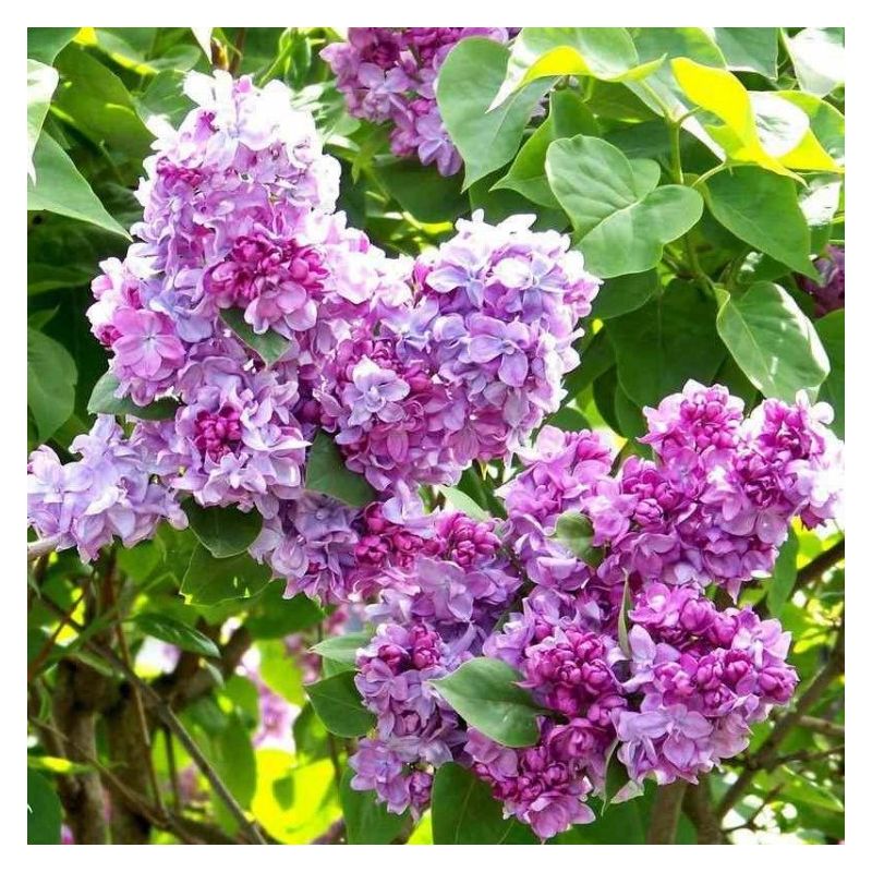 Syringa vulgaris Katherine Havemeyer - Lilac