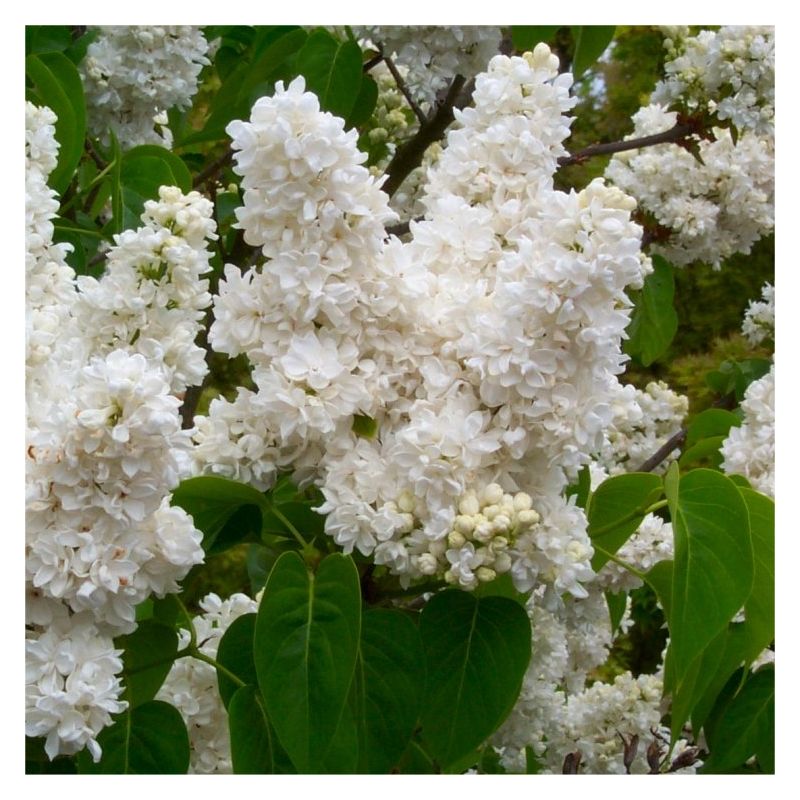 Fragrant Standard White Lilac Tree - Syringa vulgaris Madam Lamoine ...