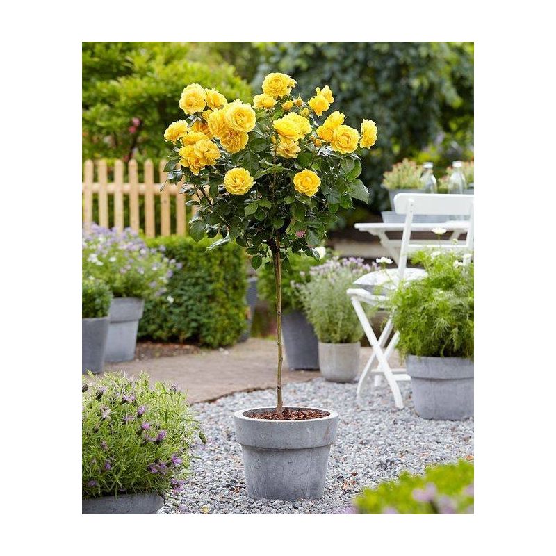 Large Golden Yellow Standard Rose Tree ‘Landora’ - circa 130-150cms tall