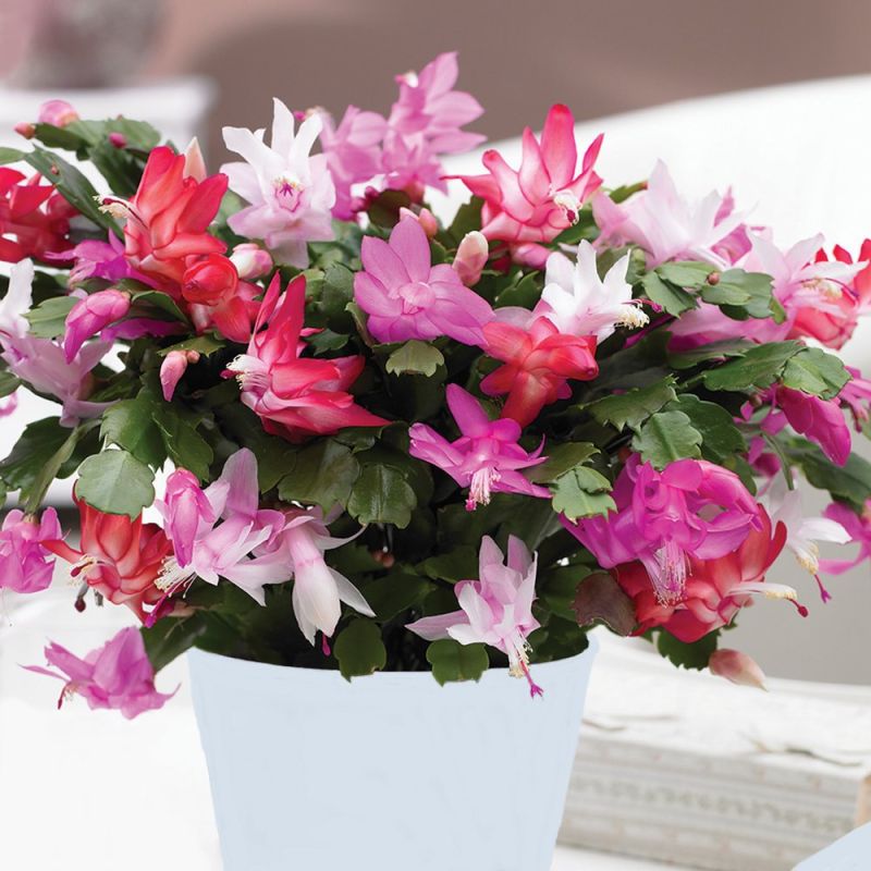 LARGE Tricolour Christmas Cactus Plants in Bud in White Pot