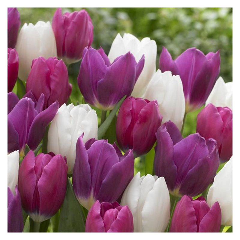 Tulip Triumph Purple-White Mix - Pack of 30 Bulbs