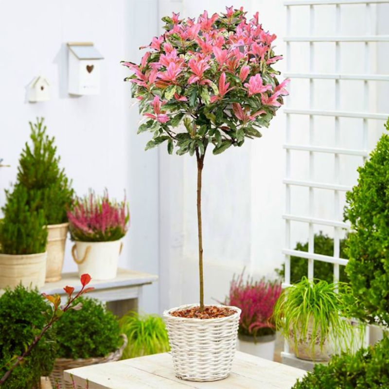 Special Deal - Hardy Evergreen Photinia Serratifolia Pink Crispy 90 