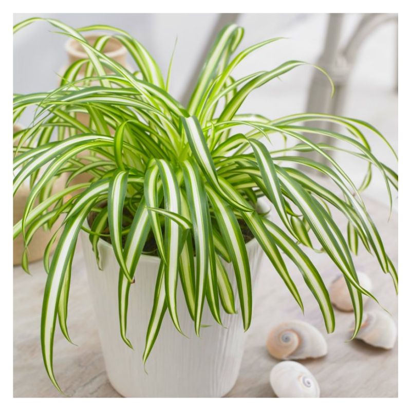 Spider Plant Chlorophytum Variegatum, Established plant approx. 15cm length