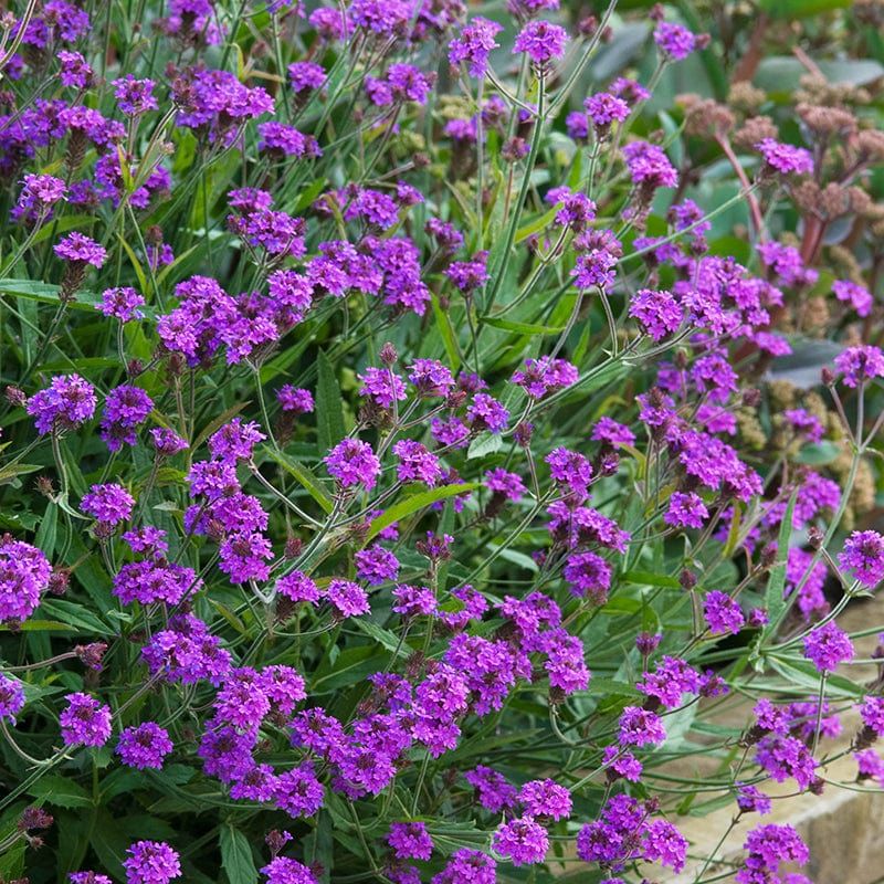 Verbena Rigida - Low Growing Perennial Purple Verbena