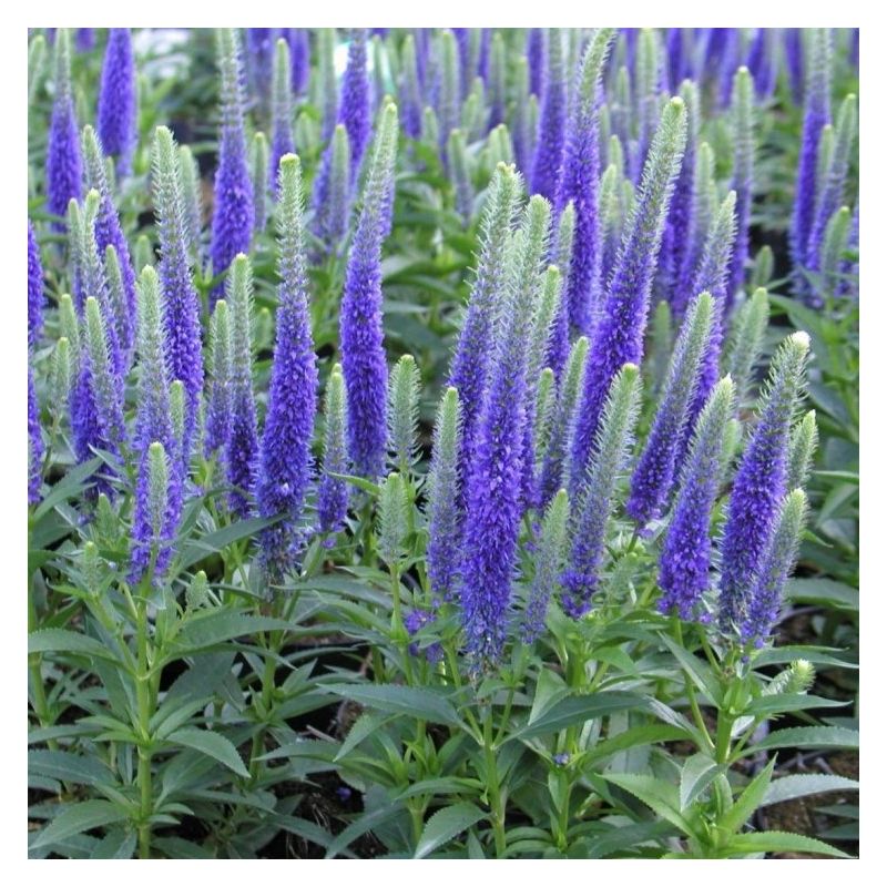 Veronica Ulster Blue Dwarf - Large Plant