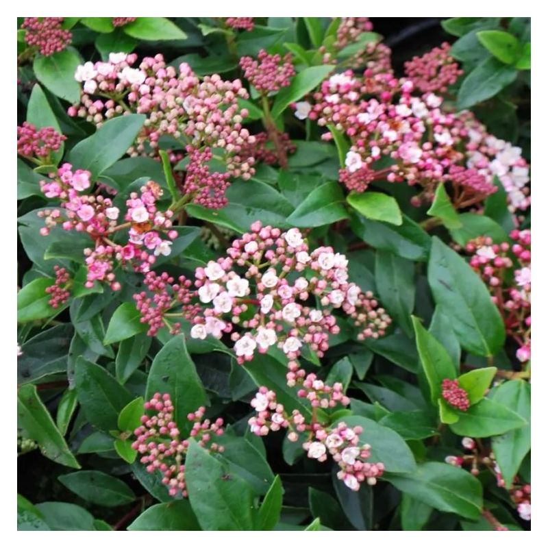 Viburnum tinus Eve Price