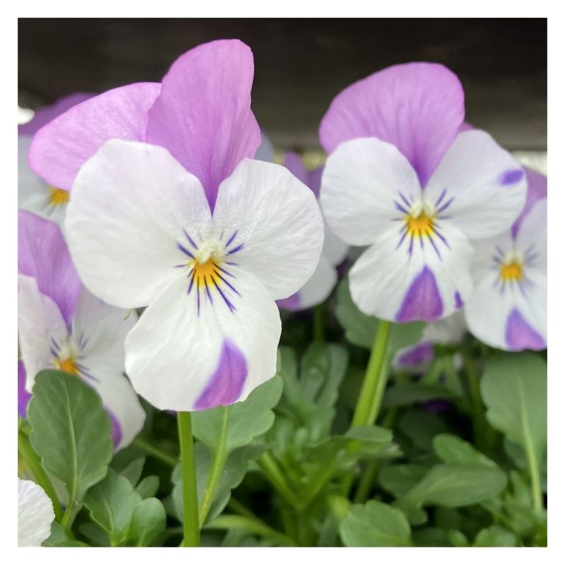 Lavender-pink Wing Viola Plant - The Small Flowered Pansy - Viola 