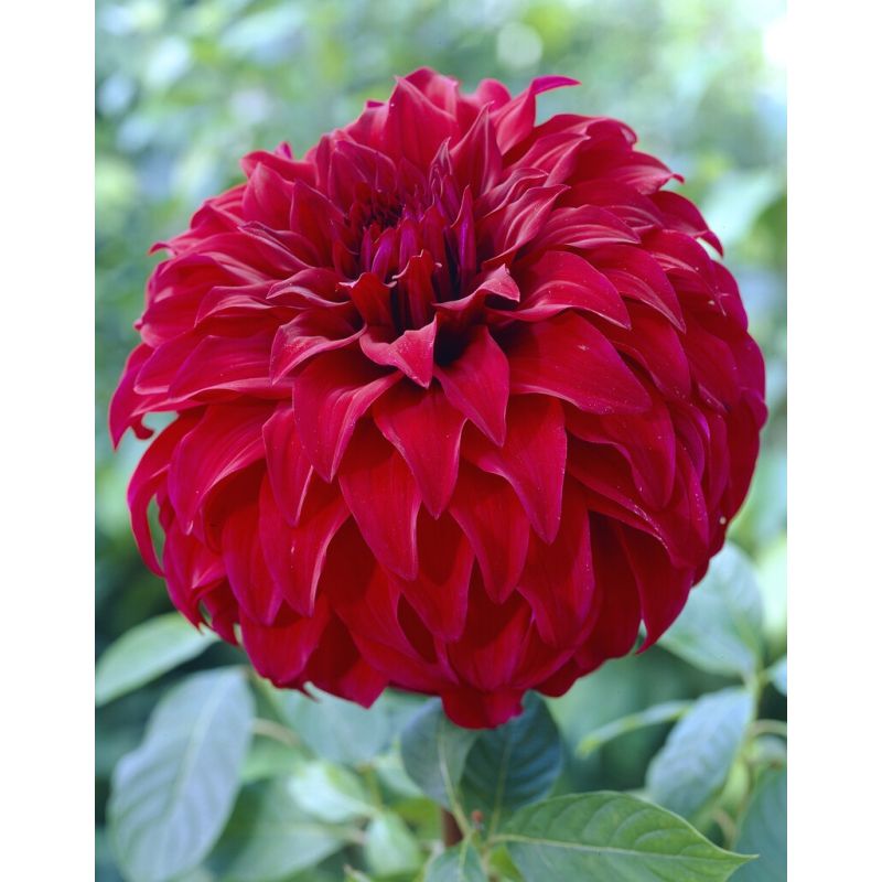 Dahlia Spartacus