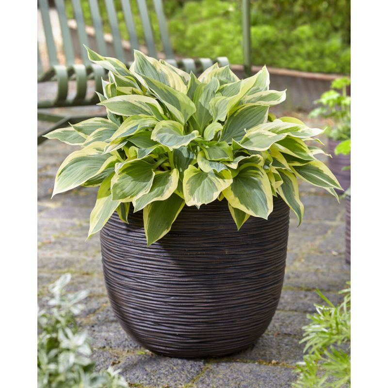 Hosta 'Silk Road'