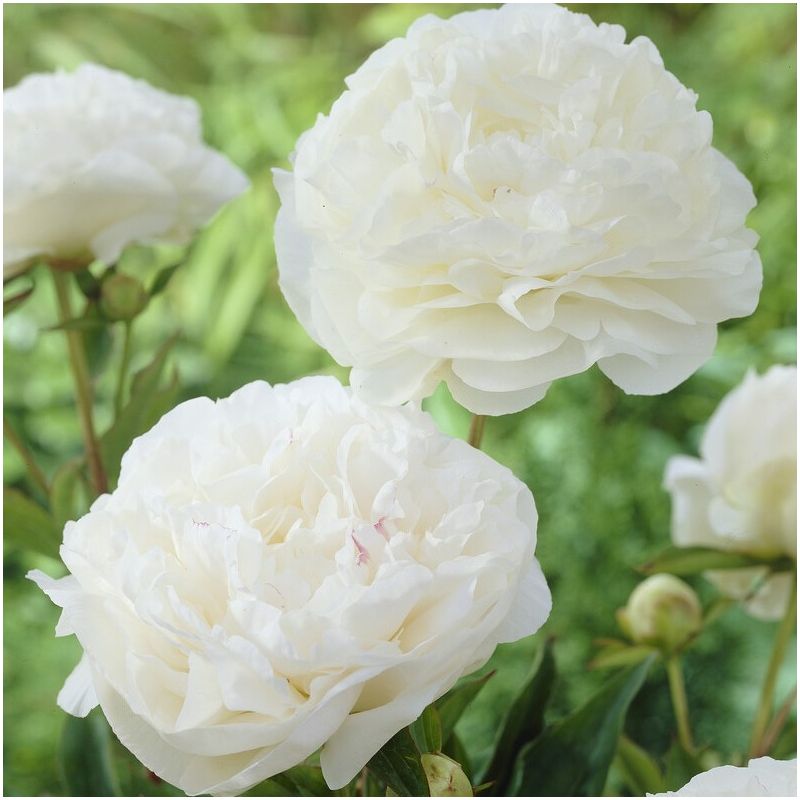 Paeonia lactiflora - Peony - Mothers Choice