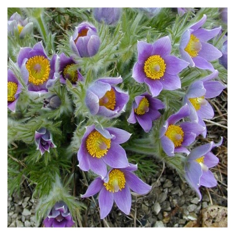 Pulsatilla vulgaris - Blue Pasque Flower