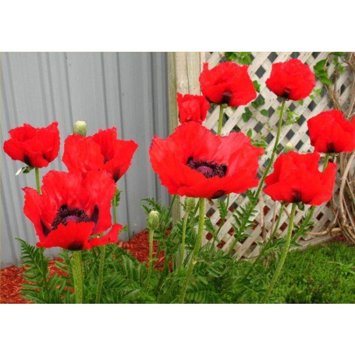 10 Types of Poppy Flowers & Growing Tips