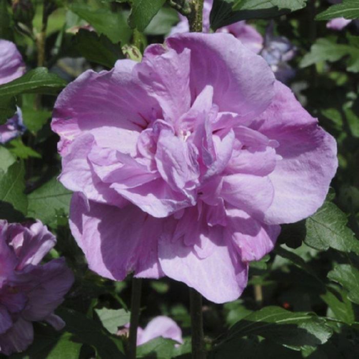 Rose of store sharon hibiscus