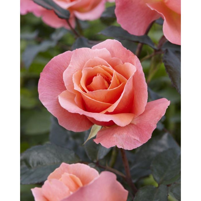 fragrant floribunda roses