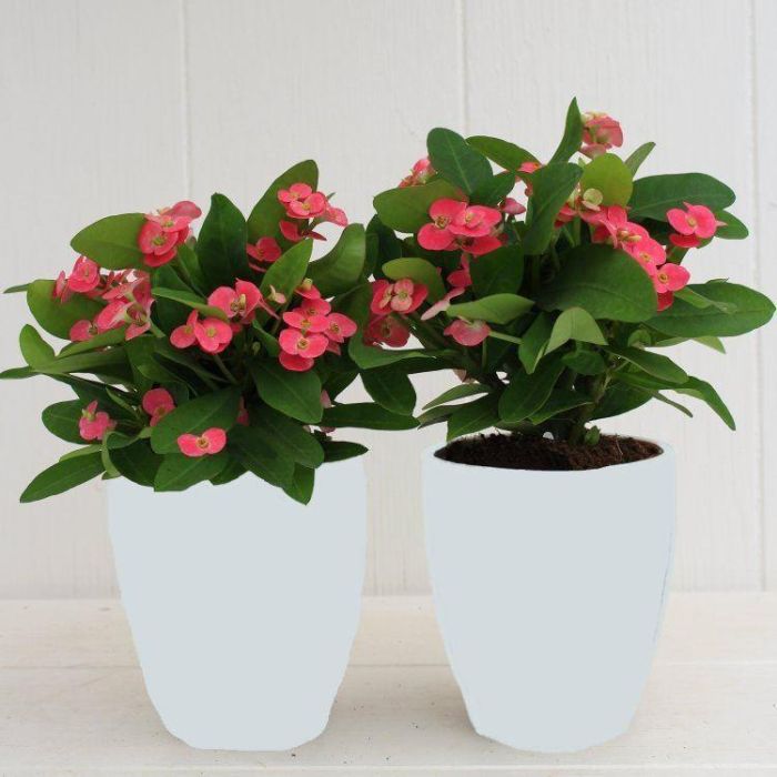 Euphorbia Milliana - Crown of Thorns - Ballerina Pink in White Display Pot