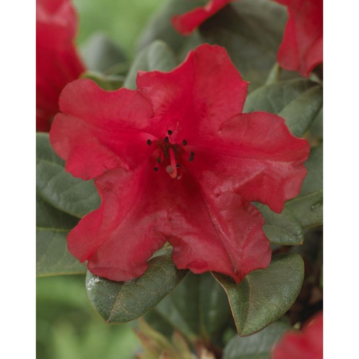 Red rhododendron store