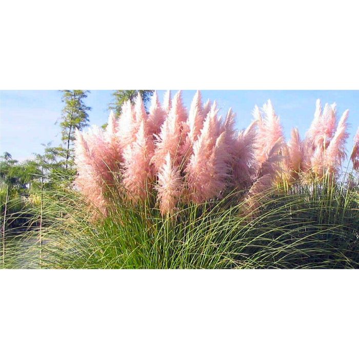 Cortaderia, Pink Pampas