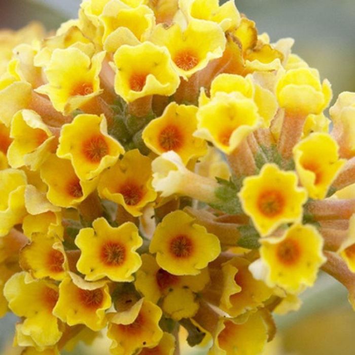 LARGE Specimen - Buddleja X Weyeriana 'Sungold' - Golden Yellow ...