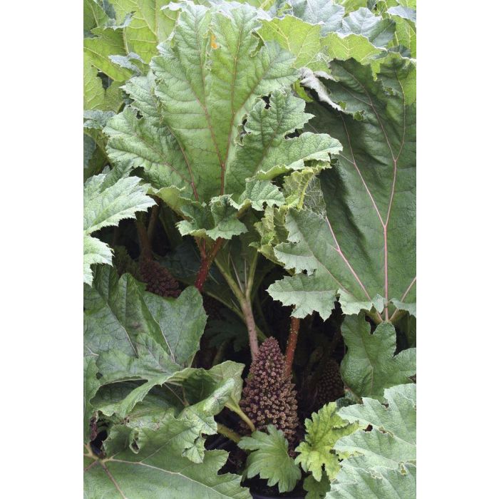 Rhubarb Roots - Morgan County Seeds