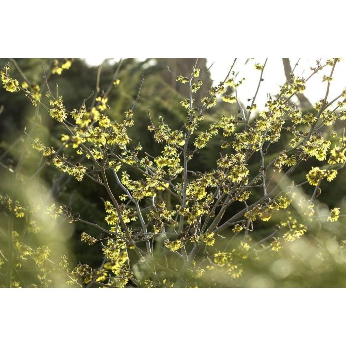 Hamamelis intermedia 'Westerstede