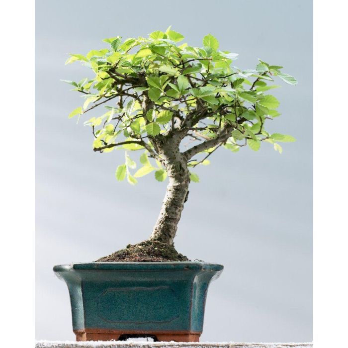 Buy Ficus Bonsai Tree Golden Gate Tropical Indoor House Best Gift 20 Year  Online at desertcartINDIA