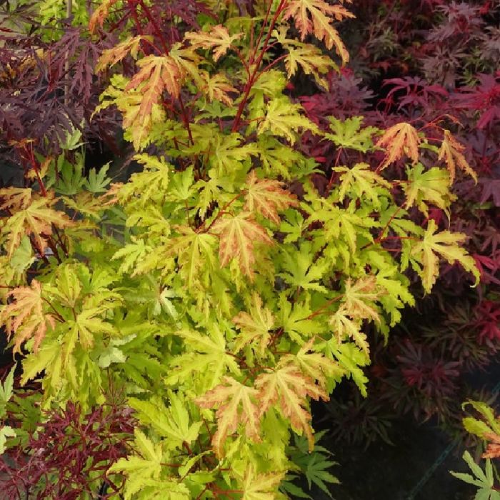 Buy Japanese maple Acer palmatum 'Orange Lace ('Sonkoot9') (PBR)