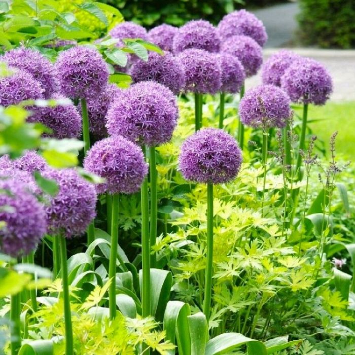 Allium globemaster online