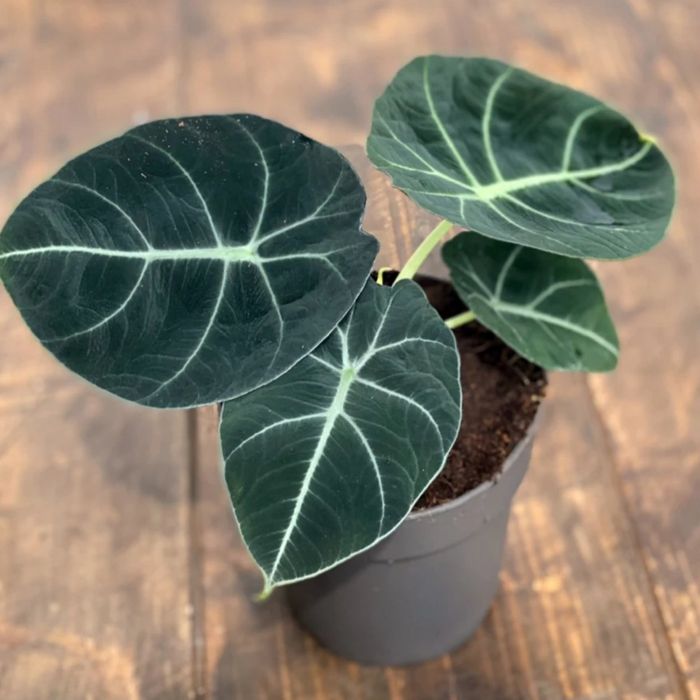 Is my alocasia black velvet flowering? Had it for around 2 month