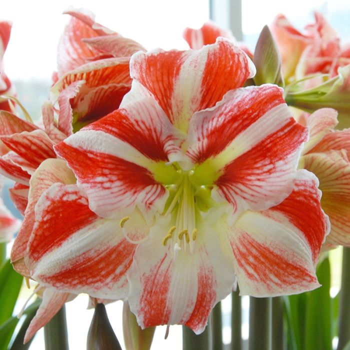 Giant amaryllis store