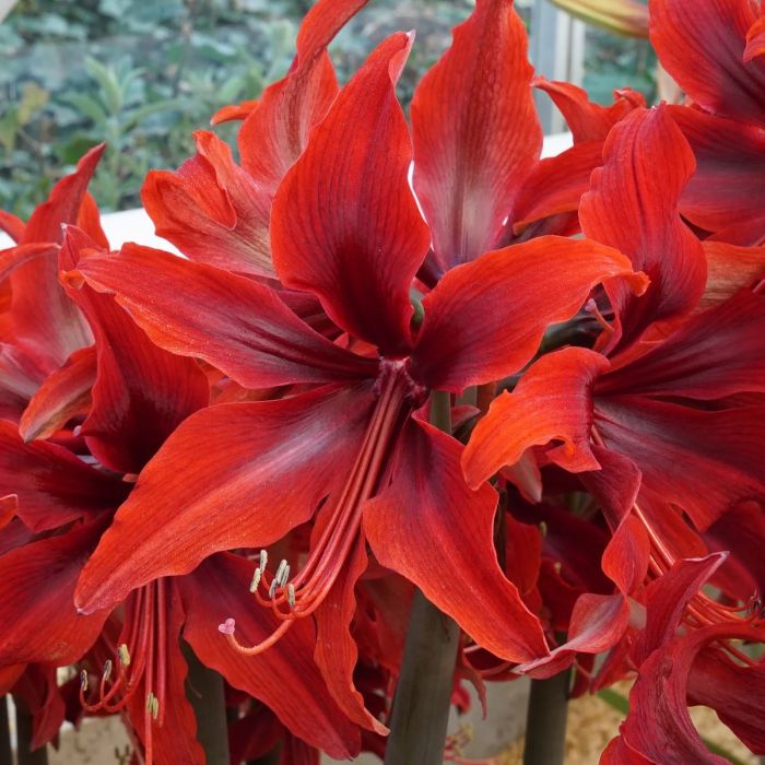 Red amaryllis shop