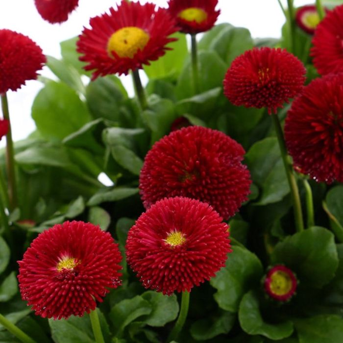 Red daisy store flower