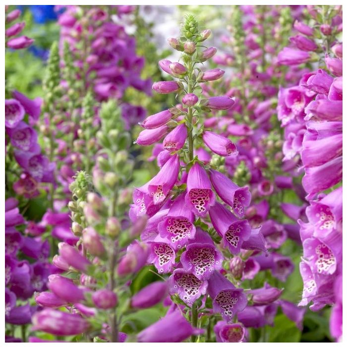 Digitalis Purpurea Camelot Rose - Dalmatian Purple Foxgloves