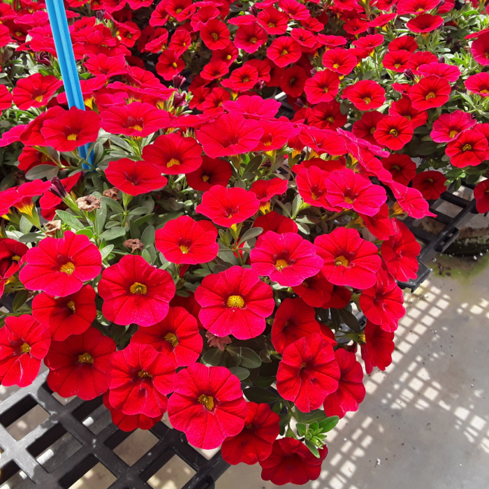 Petunia Capella Red Imp