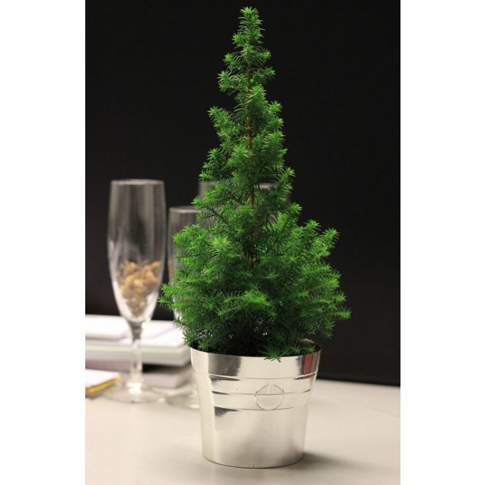 Where can i buy clearance a small christmas tree