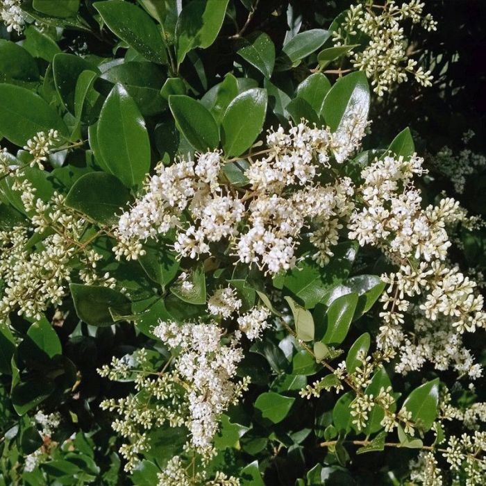 Ligustrum condense - Cheyenne Privet