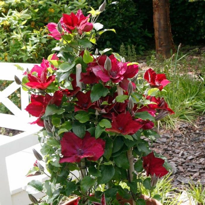 Red clematis deals