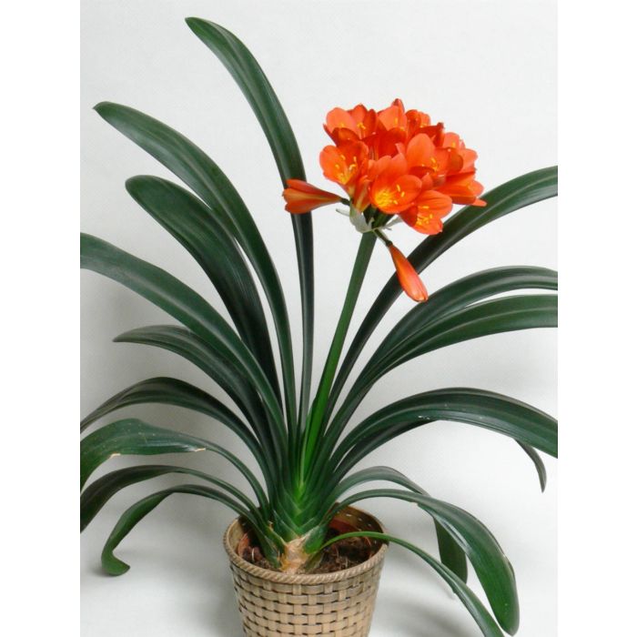 SPECIAL DEAL - Ananas - Indoor Pineapple Plant