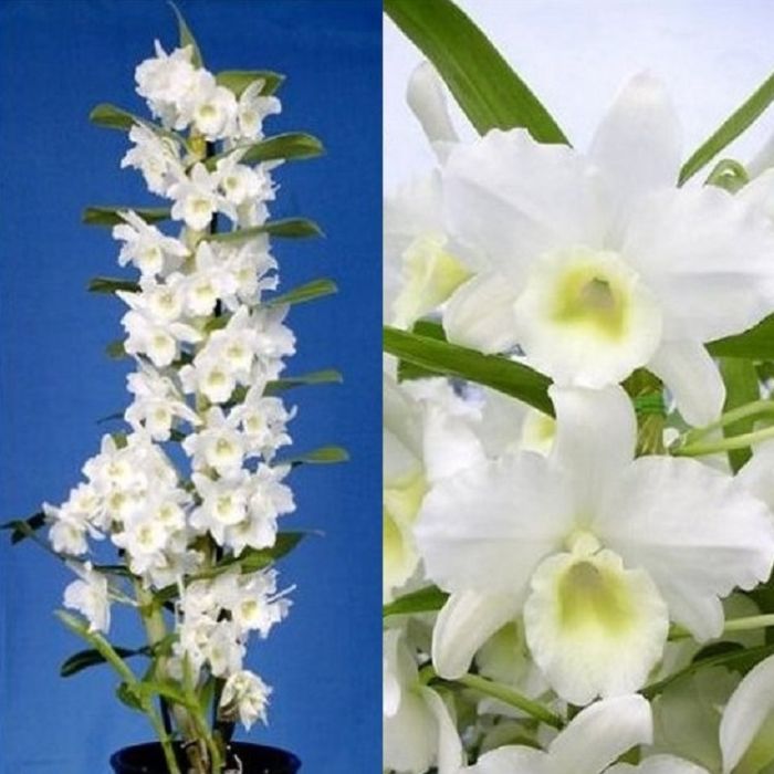 White dendrobium deals orchids