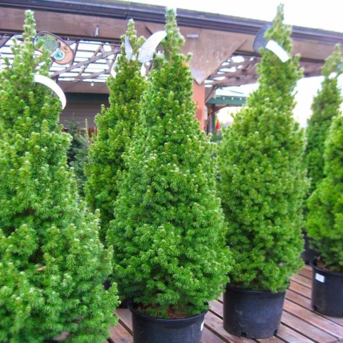 Picea glauca Conica - Dwarf Alberta Spruce - LARGE circa 80cm - 100cm ...