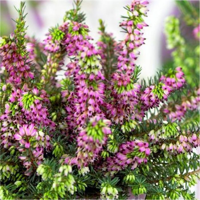 Erica 'kramer's Red' - Deep Pink-red Winter Flowering Heather