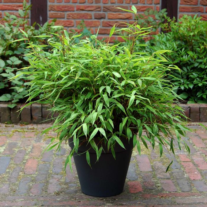 Fargesia Murielae 'luca' - Dwarf Fountain Bamboo