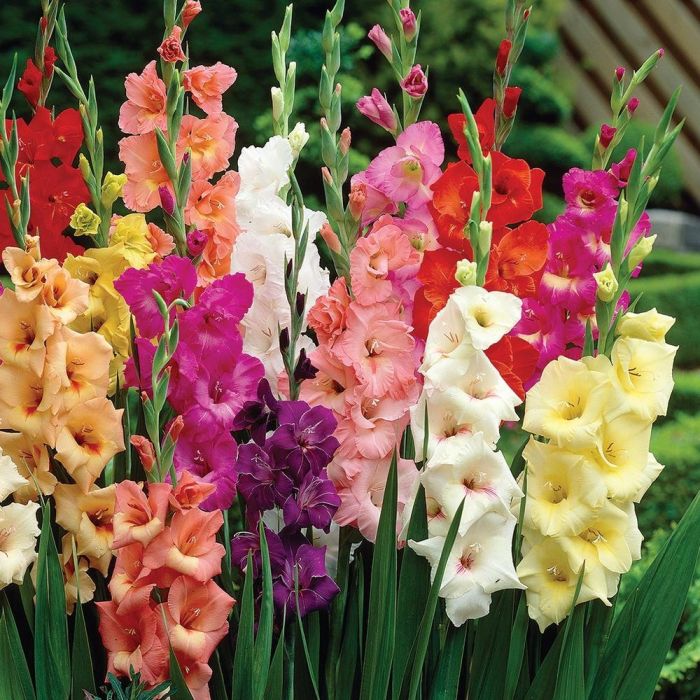 Gladiolus Giant Flowered Carnival Mixture - Pack of 100 Glamorous Gladioli