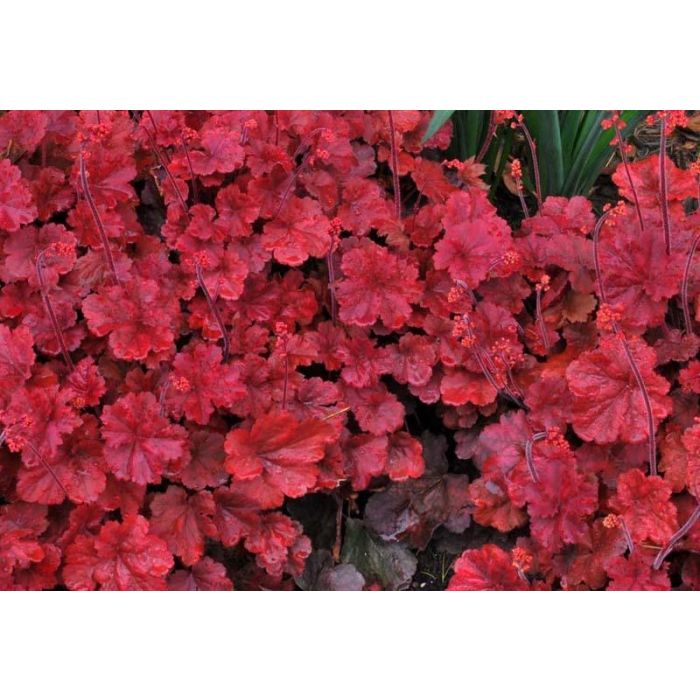 Heuchera deals cherry cola