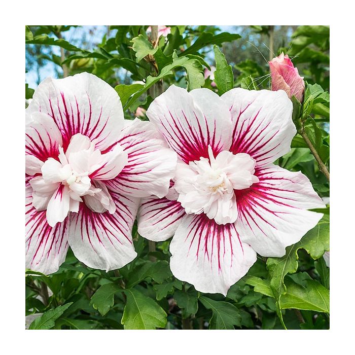 Hibiscus syriacus Star Burst Chiffon - Large Double Flowered Tree